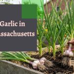 Garlic in Massachusetts