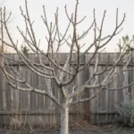 dormant fig tree during winter