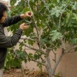A person purning fig tree