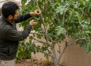 A person purning fig tree