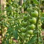 How to Store Green Tomatoes for Winter