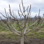 What Does a Fig Tree Look Like in Winter?