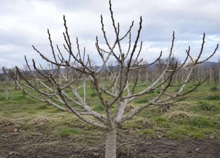 What Does a Fig Tree Look Like in Winter?