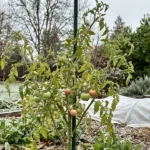 Can Tomato Plants Survive Winter?