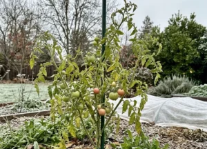 Can Tomato Plants Survive Winter?