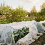 How to Overwinter Tomato Plants?