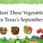 What Vegetables Can You Plant in September in Texas