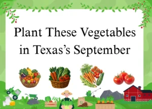 What Vegetables Can You Plant in September in Texas