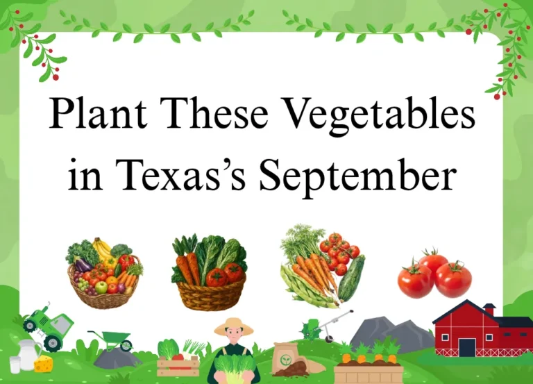 What Vegetables Can You Plant in September in Texas