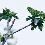 Detailed view of a fig tree branch with fresh green leaves against a white backdrop.