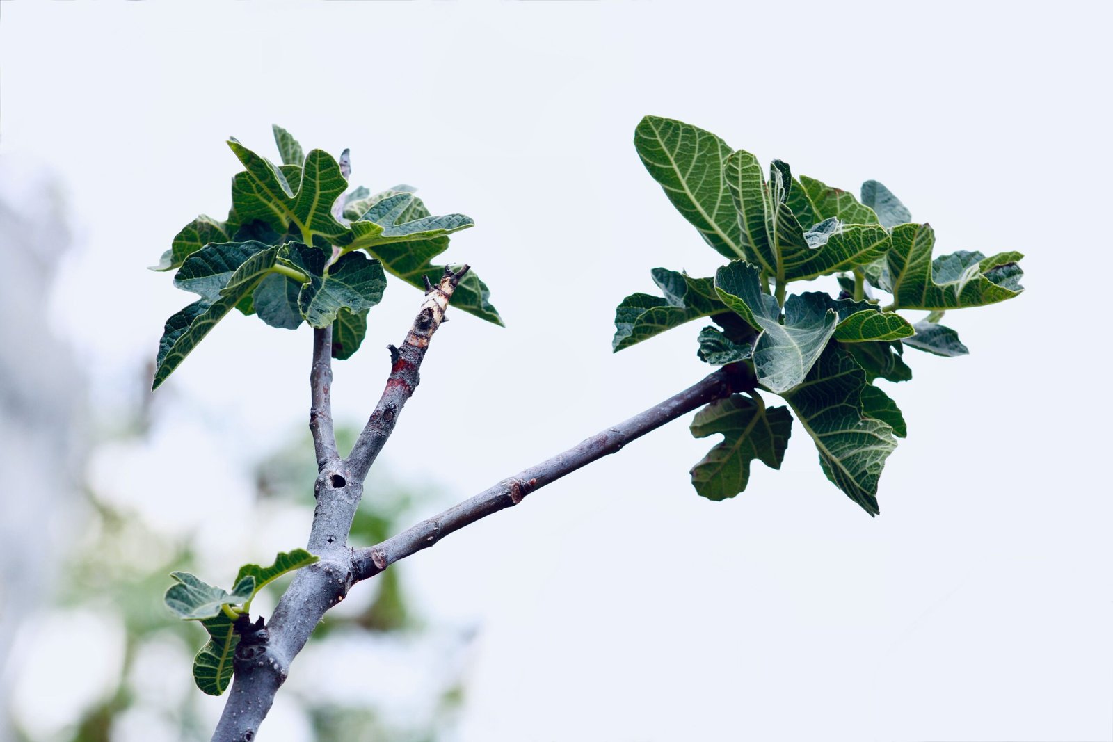 Detailed view of a fig tree branch with fresh green leaves against a white backdrop.