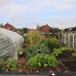 Charming community garden with greenhouse and lush plants in England.
