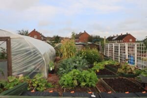 Charming community garden with greenhouse and lush plants in England.