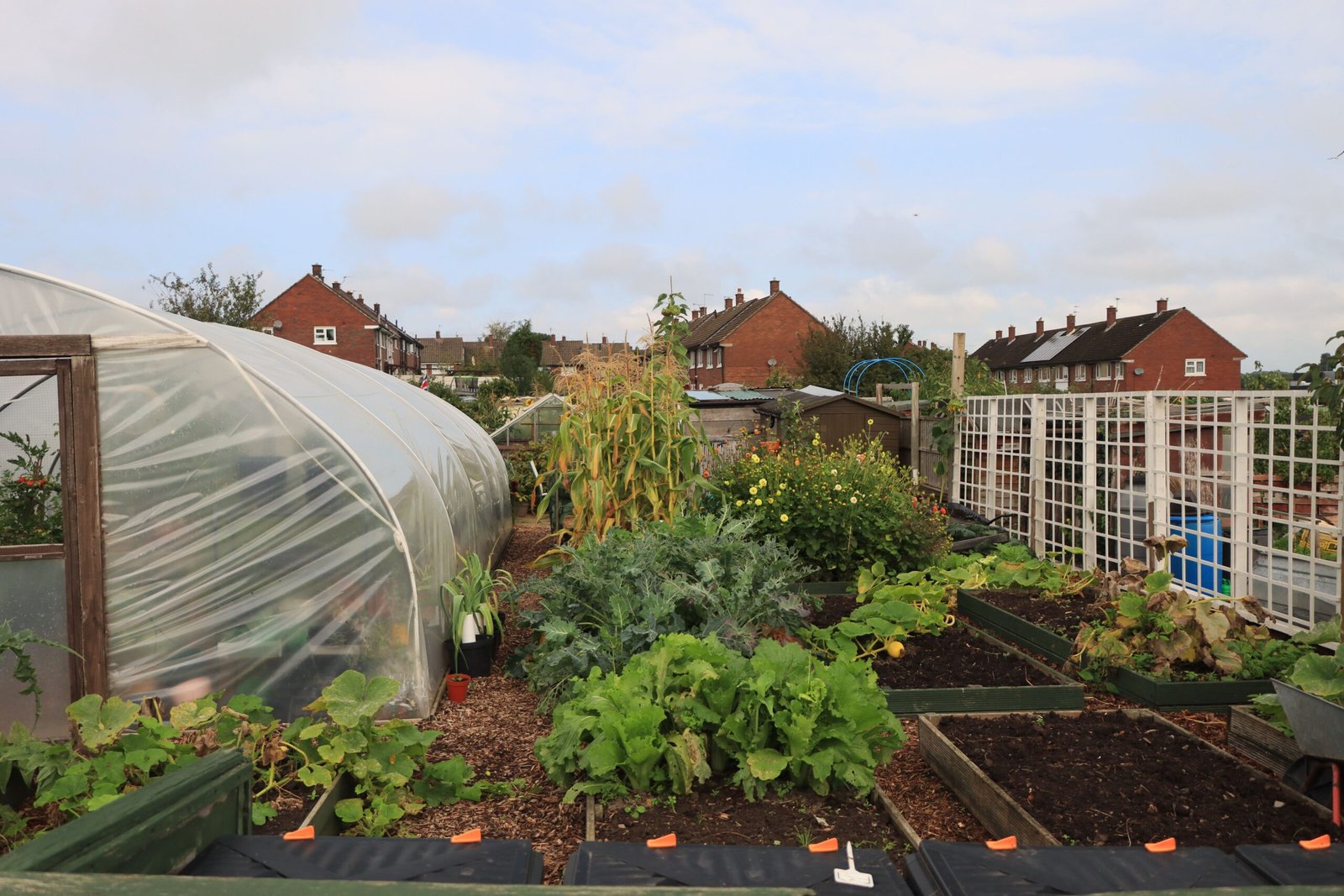 Charming community garden with greenhouse and lush plants in England.