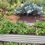 Lush vegetable garden showcasing cabbage and strawberry plants in Kambah, Australia.