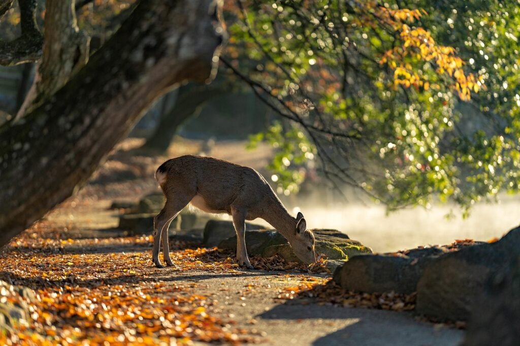 sika deer, nara park, deer, mammals, autumn, japan, autumnal leaves, nature, autumn leaves, wild animals, animal, the world of animals