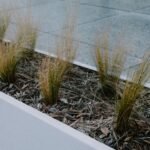 Close-up view of ornamental grass in a modern planter on pavement, showcasing elegant garden design.