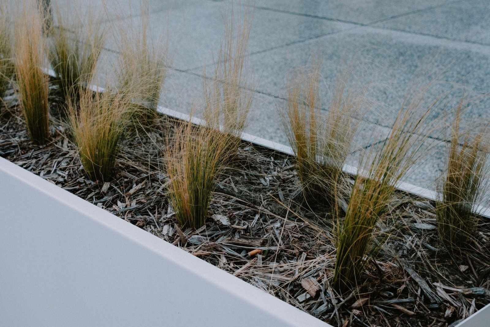 Close-up view of ornamental grass in a modern planter on pavement, showcasing elegant garden design.