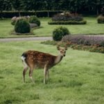 A young deer peacefully grazes in a beautifully landscaped park garden.