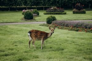 A young deer peacefully grazes in a beautifully landscaped park garden.